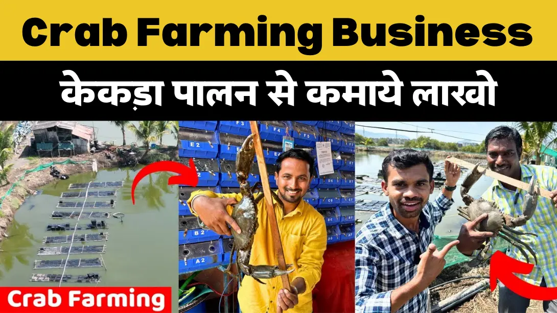 Crab Farming Business